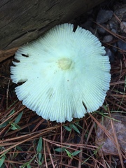 Leucocoprinus flavescens
