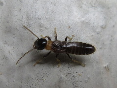 Reticulitermes speratus