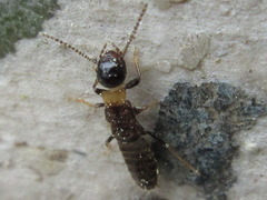 Reticulitermes speratus