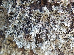 Xanthoparmelia isidiascens