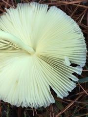 Leucocoprinus flavescens