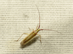 Autumnimiris koebeli