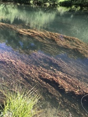 Potamogeton cheesemanii