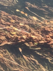 Potamogeton cheesemanii