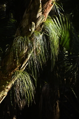 Vittaria lineata image