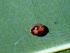Hemisphaerius rufovarius