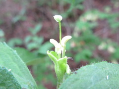 Weigela subsessilis
