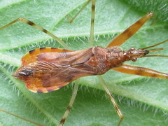 Gorpis brevilineatus