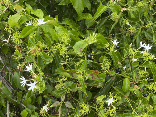 Image of Jasminum elongatum by (c) garywwilson, some rights reserved (CC BY)