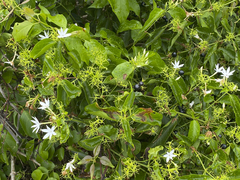 Jasminum elongatum