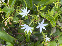 Jasminum elongatum