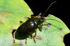 Tanychilus metallicus