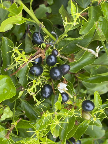Image of Jasminum elongatum by (c) garywwilson, some rights reserved (CC BY)