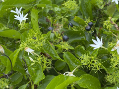 Jasminum elongatum
