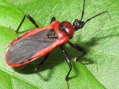 Haematoloecha rufithorax