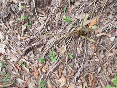 Pentarhizidium orientale