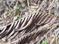 Pentarhizidium orientale
