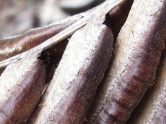 Pentarhizidium orientale