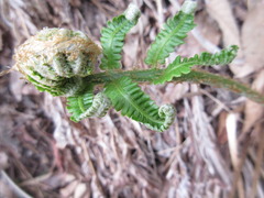 Pentarhizidium orientale