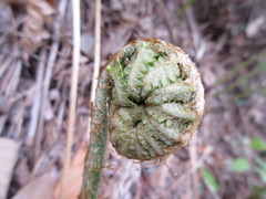 Pentarhizidium orientale