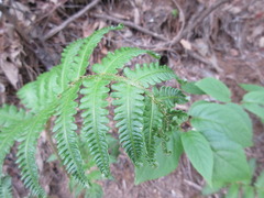 Pentarhizidium orientale