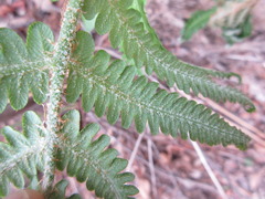 Pentarhizidium orientale