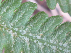 Pentarhizidium orientale