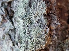 Cladonia ravenelii