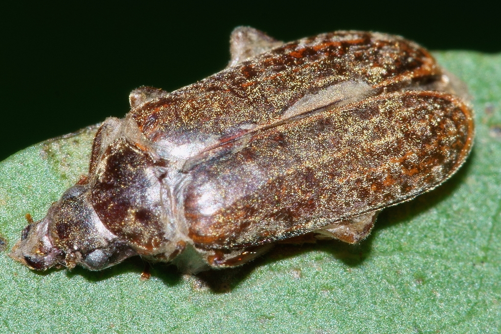 Veronatus
