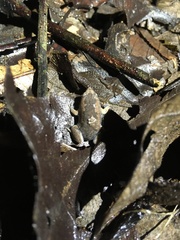 Hamptophryne boliviana