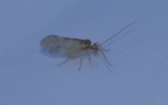 Chilenocaecilius ornatipennis