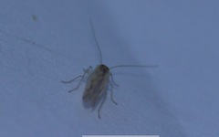 Chilenocaecilius ornatipennis