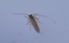 Chilenocaecilius ornatipennis
