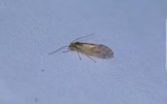 Chilenocaecilius ornatipennis