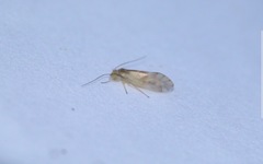 Chilenocaecilius ornatipennis