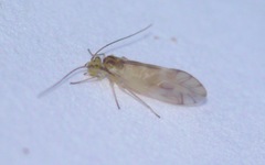 Chilenocaecilius ornatipennis