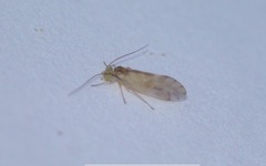 Chilenocaecilius ornatipennis
