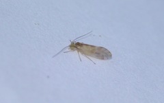 Chilenocaecilius ornatipennis