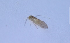 Chilenocaecilius ornatipennis