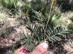 Acacia deanei