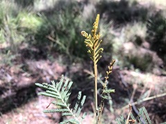 Acacia deanei