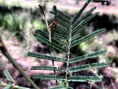 Acacia deanei