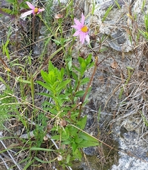 Senecio glastifolius
