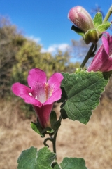 Lophospermum erubescens