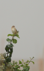 Cisticola chiniana