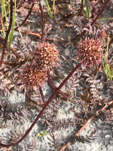 Acaena saccaticupula (Acaena saccaticupula)