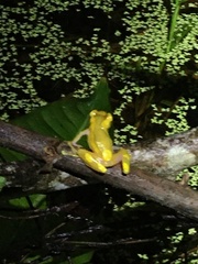 Dendropsophus leucophyllatus