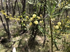 Acacia deanei