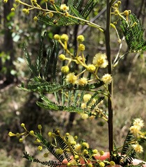 Acacia deanei