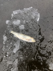 Richardsonius egregius